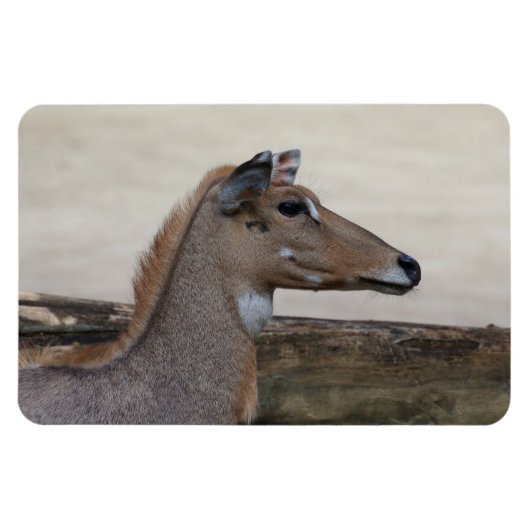 Magnet Flexible Boselaphus tragocamelus (Horizontal)