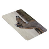 Magnet Flexible Boselaphus tragocamelus (Côté Droit)