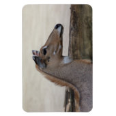 Magnet Flexible Boselaphus tragocamelus (Vertical)