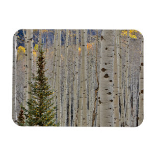Magnet Flexible Bosquets d'aspens en automne   Montagnes Rocheuses