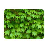 Magnet Flexible Boston Ivy (Horizontal)