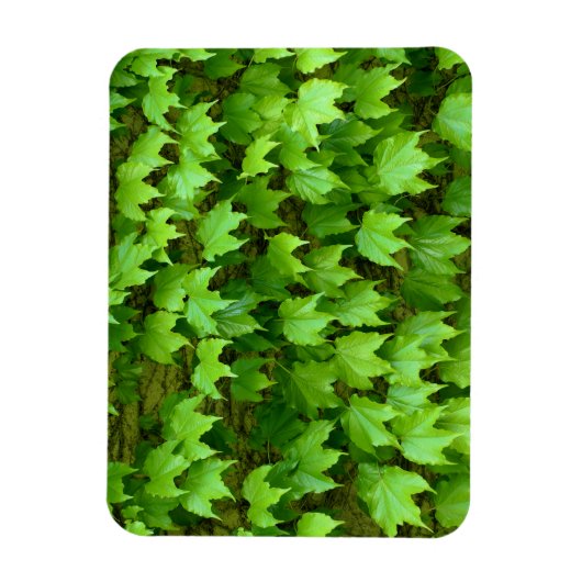 Magnet Flexible Boston Ivy (Vertical)