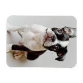 Magnet Flexible Boston Terrier (Horizontal)