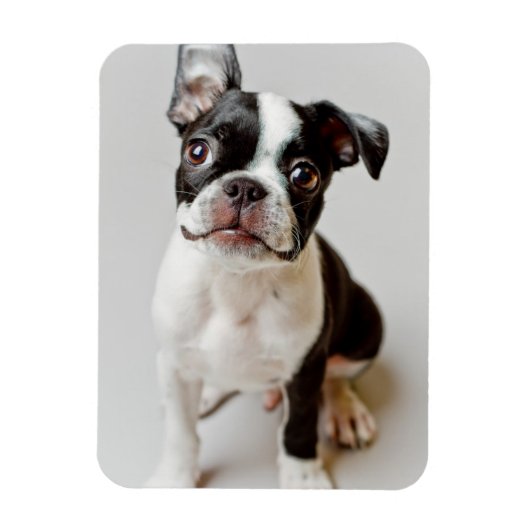 Magnet Flexible Boston Terrier (Vertical)