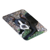 Magnet Flexible Boston Terrier (Côté Droit)