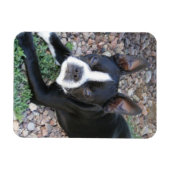 Magnet Flexible Boston Terrier (Horizontal)