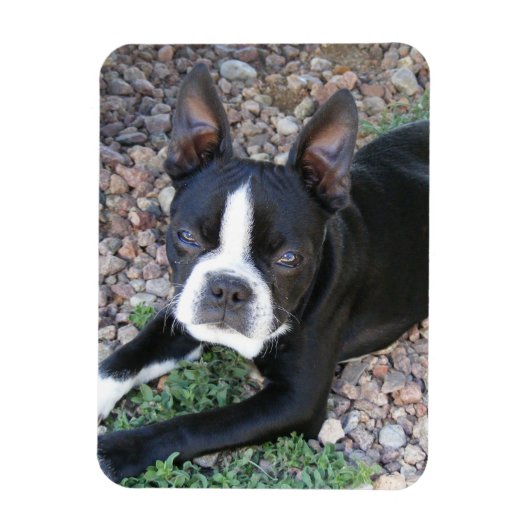 Magnet Flexible Boston Terrier (Vertical)