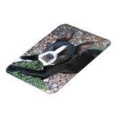 Magnet Flexible Boston Terrier (Côté Gauche)