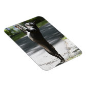 Magnet Flexible Boston Terrier 2 (Côté Droit)