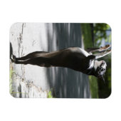 Magnet Flexible Boston Terrier 2 (Horizontal)