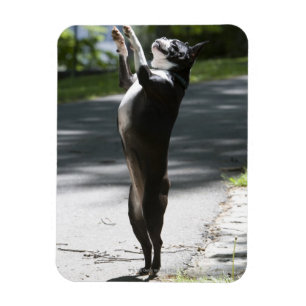 Magnet Flexible Boston Terrier 2
