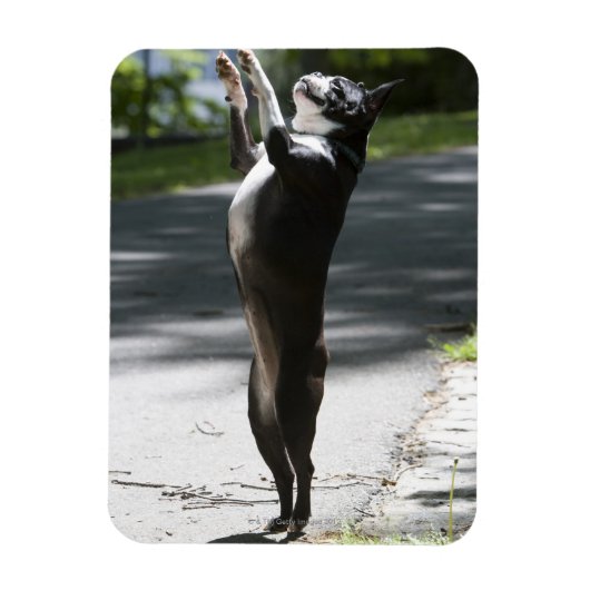 Magnet Flexible Boston Terrier 2 (Vertical)