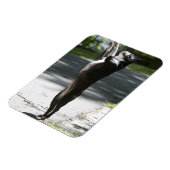 Magnet Flexible Boston Terrier 2 (Côté Gauche)