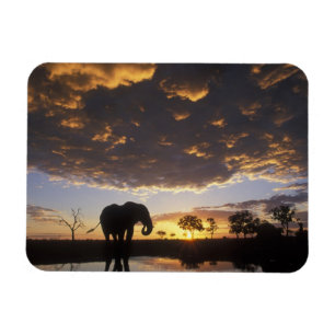 Magnet Flexible Botswana, parc national de Chobe, Éléphant