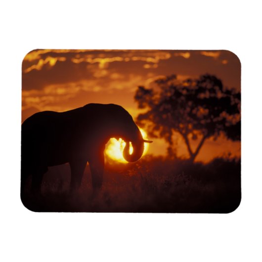 Magnet Flexible Botswana, parc national de Chobe, éléphant mâle (Horizontal)