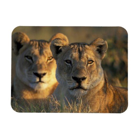 Magnet Flexible Botswana, parc national de Chobe, Lionnes (Horizontal)