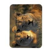 Magnet Flexible Botswana, parc national de Chobe, Lionnes (Vertical)