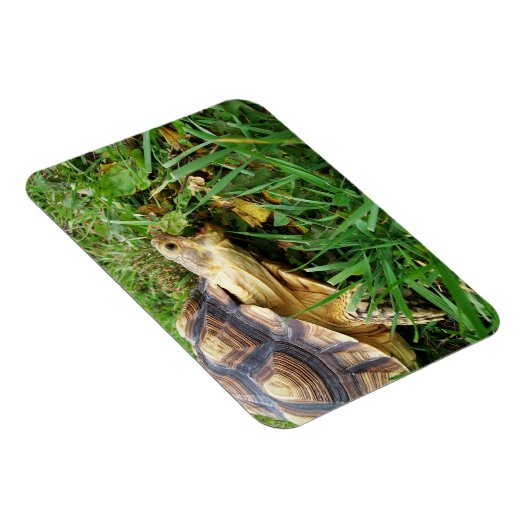 Magnet Flexible Bouche Sulcata Tortoise Open Take Bite of Grass (Côté Droit)