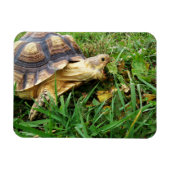 Magnet Flexible Bouche Sulcata Tortoise Open Take Bite of Grass (Horizontal)