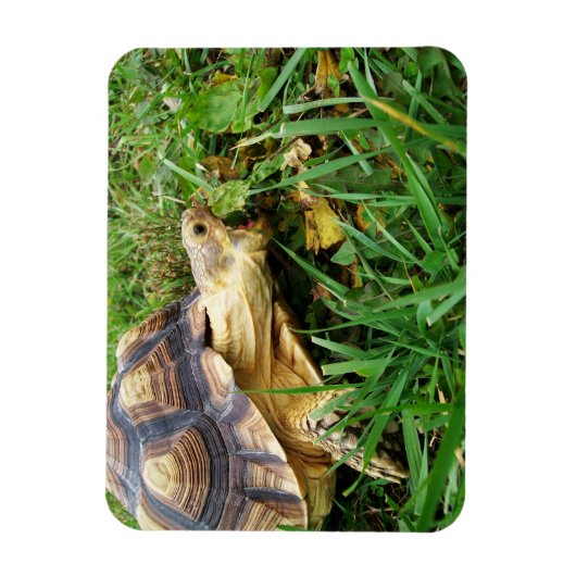 Magnet Flexible Bouche Sulcata Tortoise Open Take Bite of Grass (Vertical)
