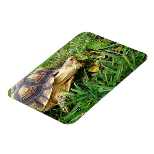 Magnet Flexible Bouche Sulcata Tortoise Open Take Bite of Grass (Côté Gauche)