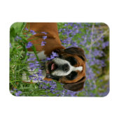 Magnet Flexible Boxer Laying in Bluebells (Horizontal)