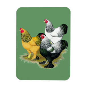 Magnet Flexible Brahmas Three Roosters