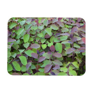 Magnet Flexible Branches Feuilles rouges et vertes Photographie
