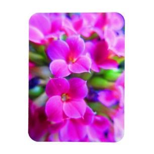 Magnet Flexible Bright Happy Kalanchoe Flowers Pink Magenta Purple