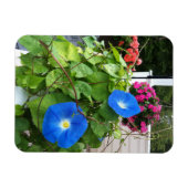 Magnet Flexible Brilliant Blue Morning Glories (Horizontal)