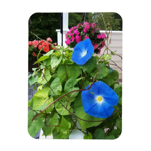 Magnet Flexible Brilliant Blue Morning Glories (Vertical)