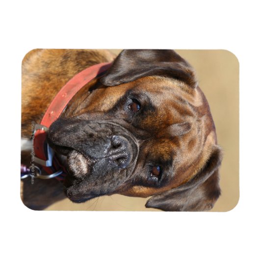 Magnet Flexible Brindle Boxer Chien (Horizontal)