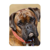 Magnet Flexible Brindle Boxer Chien (Vertical)