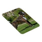 Magnet Flexible Brindle Boxer Dog Show Stance (Côté Droit)