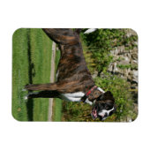 Magnet Flexible Brindle Boxer Dog Show Stance (Horizontal)