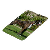 Magnet Flexible Brindle Boxer Dog Show Stance (Côté Gauche)