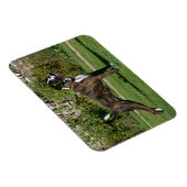 Magnet Flexible Brindle Boxer Dog Show Stance (Côté Droit)