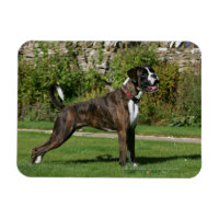 Brindle Boxer Dog Show Stance