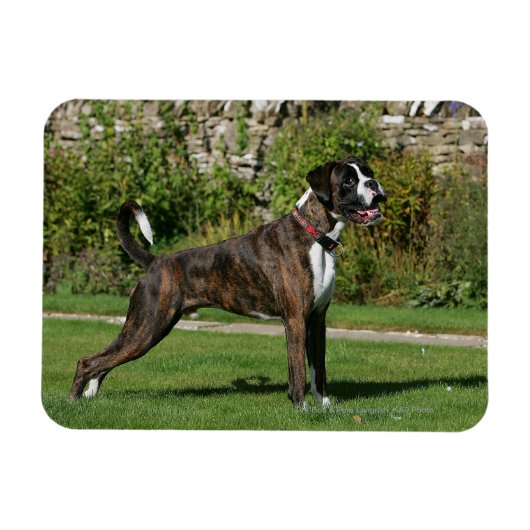 Magnet Flexible Brindle Boxer Dog Show Stance (Horizontal)