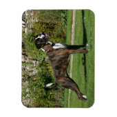Magnet Flexible Brindle Boxer Dog Show Stance (Vertical)