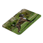 Magnet Flexible Brindle Boxer Dog Show Stance (Côté Gauche)