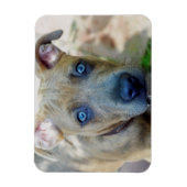 Magnet Flexible Brindle Pit Bull Puppy par Shirley Taylor (Vertical)