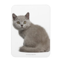 British Shorthair Kitten | 10 Semaines