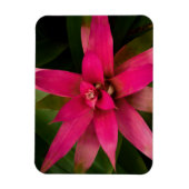 Magnet Flexible Bromeliade en fleur (Vertical)