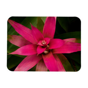 Magnet Flexible Broméliade en fleurs