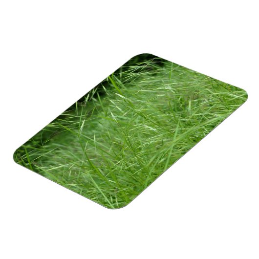 Magnet Flexible Bromus tectorum (Côté Gauche)