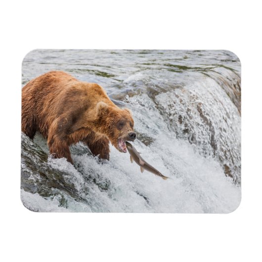 Magnet Flexible Brown Bear Catches Red Salmon (Horizontal)