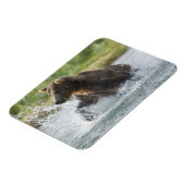 Magnet Flexible Brown Bear chasing salmon in river (Côté Gauche)