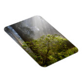 Magnet Flexible Brume matinale sur Rhododendron (Côté Droit)