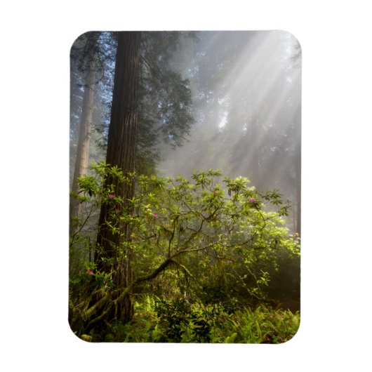 Magnet Flexible Brume matinale sur Rhododendron (Vertical)